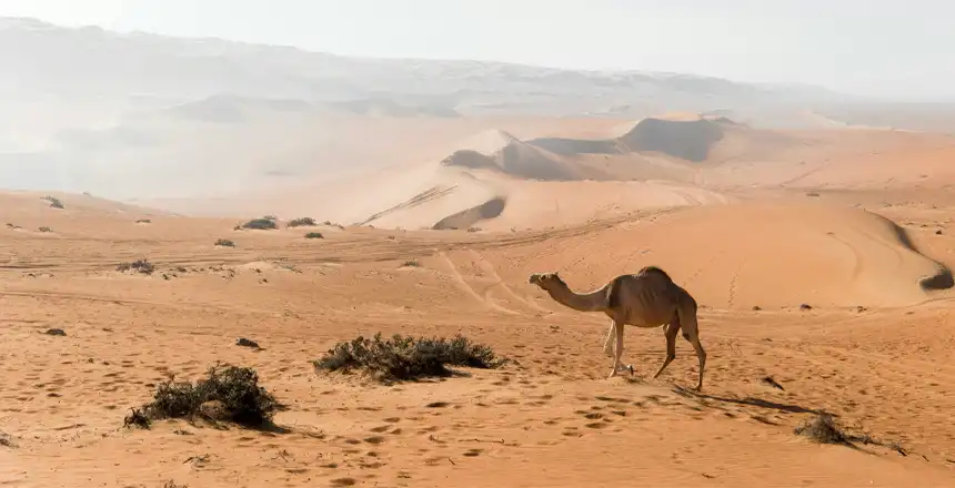 Kamel in der W&uuml;ste des Oman