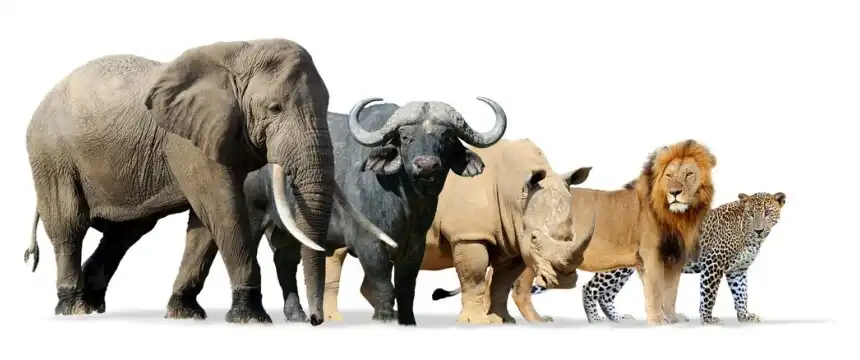 s&uuml;dafrika big five fotolia 111442607